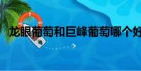 龙眼葡萄和巨峰葡萄哪个好吃(龙眼葡萄)