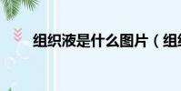 组织液是什么图片(组织液是什么)