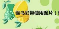 驱鸟彩带使用图片(驱鸟彩带)