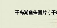 千岛湖鱼头图片(千岛湖鱼头)
