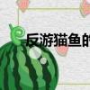 反游猫鱼的寿命是多少年（反游猫鱼）