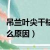 吊兰叶尖干枯什么原因发黑（吊兰叶尖干枯什么原因）
