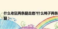 什么老鼠两条腿走路?什么鸭子两条腿走路?(什么老鼠两条腿)