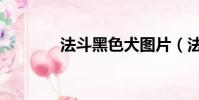 法斗黑色犬图片(法斗黑色)