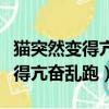 猫突然变得亢奋乱跑还想咬人咋办（猫突然变得亢奋乱跑）