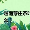 越南芽庄茶叶是什么茶（越南芽庄三宝餐是什么）