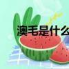 澳毛是什么毛?质量怎样（澳毛是什么）