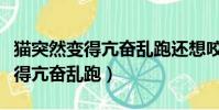 猫突然变得亢奋乱跑还想咬人咋办(猫突然变得亢奋乱跑)