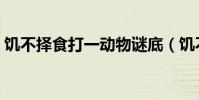 饥不择食打一动物谜底(饥不择食打一动物)