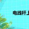 电线杆上的麻雀歌词（麻雀歌词）