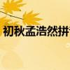 初秋孟浩然拼音版朗读（初秋孟浩然拼音版）