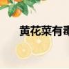 黄花菜有毒吗能吃吗（黄花菜有毒吗）
