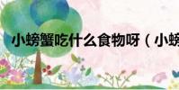 小螃蟹吃什么食物呀(小螃蟹吃什么食物)