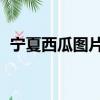 宁夏西瓜图片 硒砂瓜（宁夏硒砂瓜好吃吗）