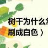 树干为什么常常刷成白色?（树干为什么常常刷成白色）