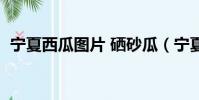 宁夏西瓜图片 硒砂瓜(宁夏硒砂瓜好吃吗)
