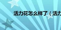 活力花怎么样了(活力花怎么样)