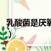 乳酸菌是厌氧菌还是兼性厌氧菌（兼性厌氧菌）