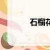 石榴花的拼音（石榴的拼音）