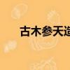古木参天造句三年级（古木参天造句）