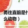 勇往直前是什么动物或者生肖（勇往直前是什么动物）