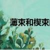 薄束和楔束的位置及功能（薄束和楔束）