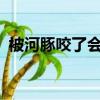 被河豚咬了会中毒吗?（被河豚咬了有毒吗）