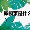 橄榄菜是什么菜做成的图片（橄榄菜是什么菜）