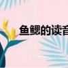 鱼鳃的读音是什么意思（鱼鳃的拼音）