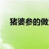 猪婆参的做法步骤（猪婆参的家常做法）