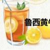 鲁西黄牛图片 纯种（鲁西黄牛）