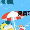 臭黄菇性味与功效（臭黄菇）
