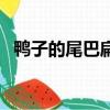 鸭子的尾巴扁还是弯（鸭子的尾巴像什么）