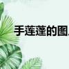 手莲蓬的图片大全（莲蓬手密集恐惧症）