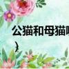 公猫和母猫哪个好养?（公猫和母猫哪个好养）