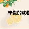 辛勤的动物打一个生肖（辛勤的动物）