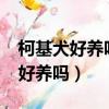 柯基犬好养吗?饲养柯基的正确方法（柯基犬好养吗）