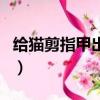 给猫剪指甲出血了怎么办（给猫剪指甲出血了）