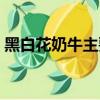 黑白花奶牛主要产于我国哪里（黑白花奶牛）