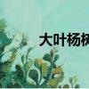 大叶杨树叶子图片大全（大叶杨）