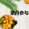 紫丹参与丹参哪种质量好（紫丹参）
