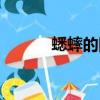 蟋蟀的图片大全（蟋蟀的图片）