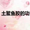 土鳘鱼胶的功效和作用（鱼胶的功效和作用）