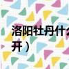 洛阳牡丹什么时候开花?（洛阳牡丹什么时候开）