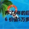 养了6年的巨骨舌鱼把自己摔死了 体长约1米6 价值5万多
