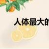 人体最大的腺体是什么（腺体是什么）