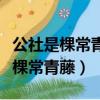 公社是棵常青藤歌词歌词是什么意思（公社是棵常青藤）