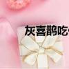 灰喜鹊吃什么食物（灰喜鹊能吃吗）