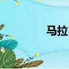 马拉巴栗养护（马拉巴栗）