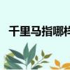 千里马指哪样的人（千里马指什么样的人）